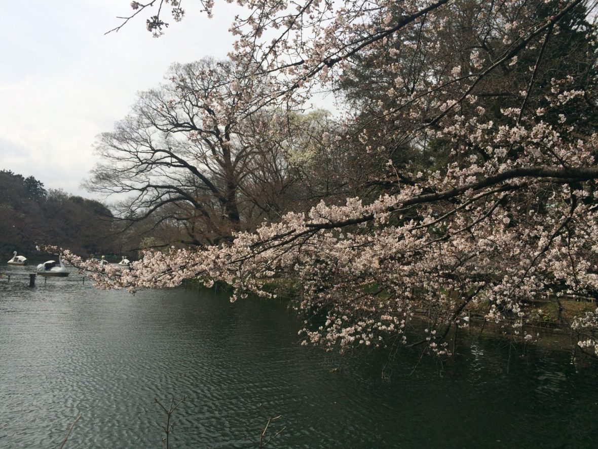 ひょうたん橋の桜