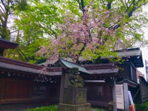 大国魂神社の桜