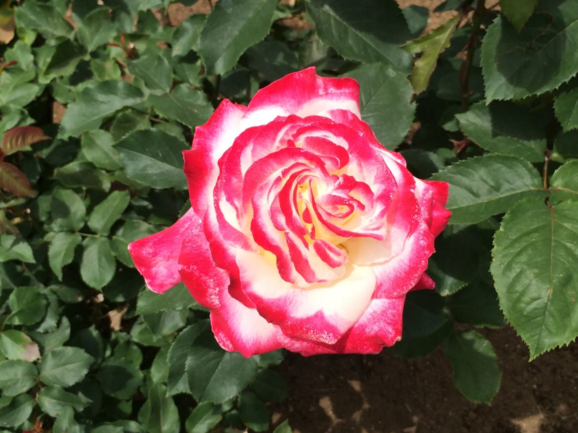 紅白のバラ