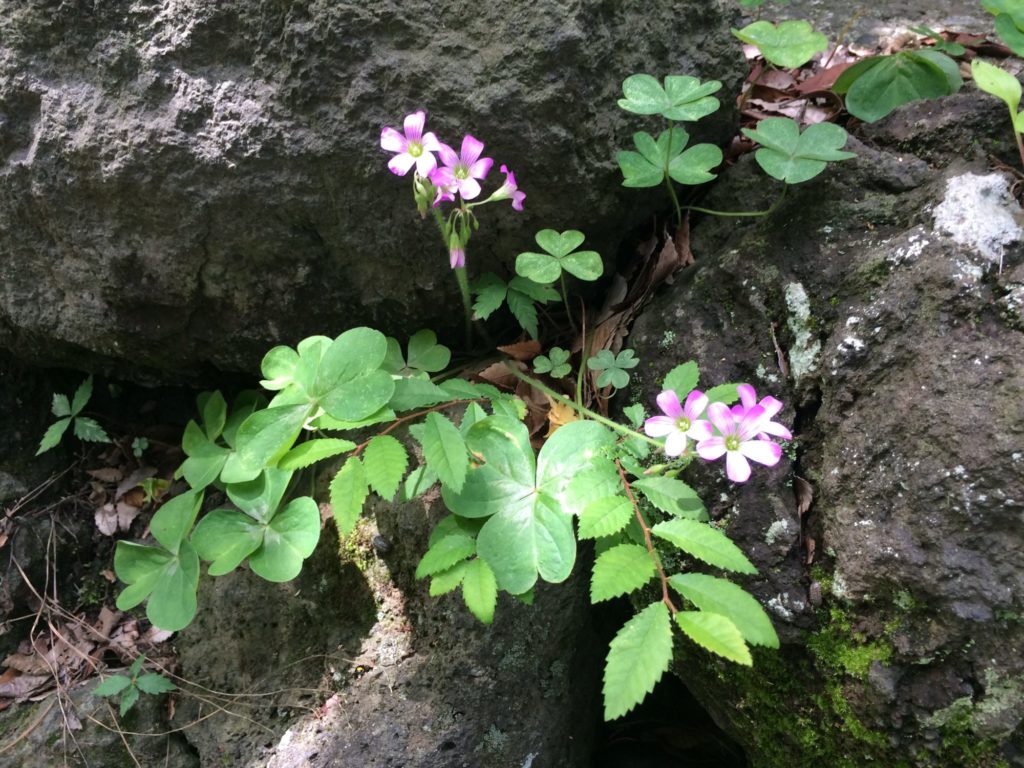 岩場の花