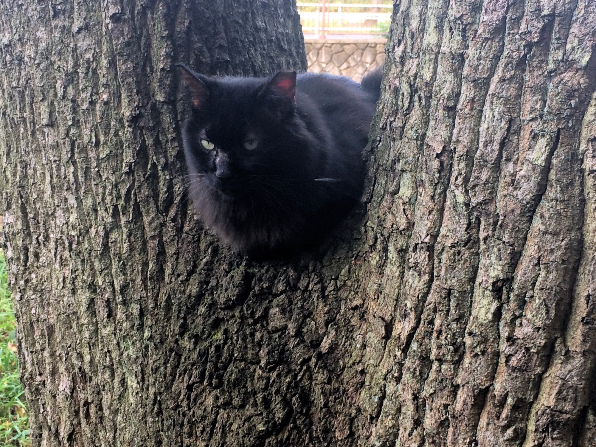 木の股に黒猫