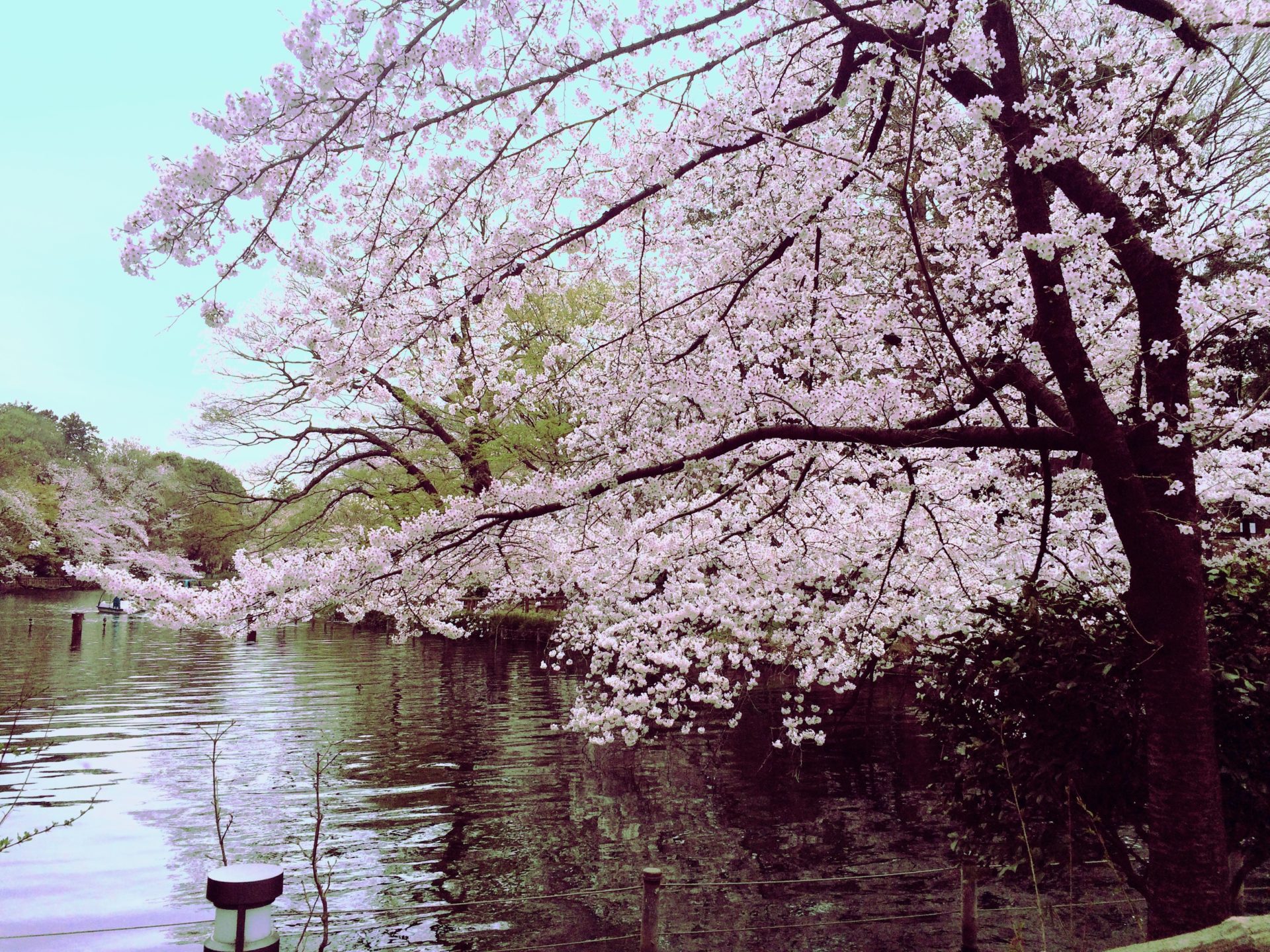 写真キレイ桜