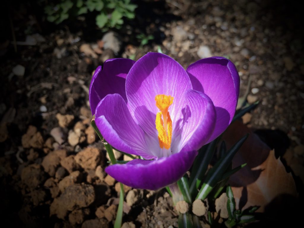3月紫花