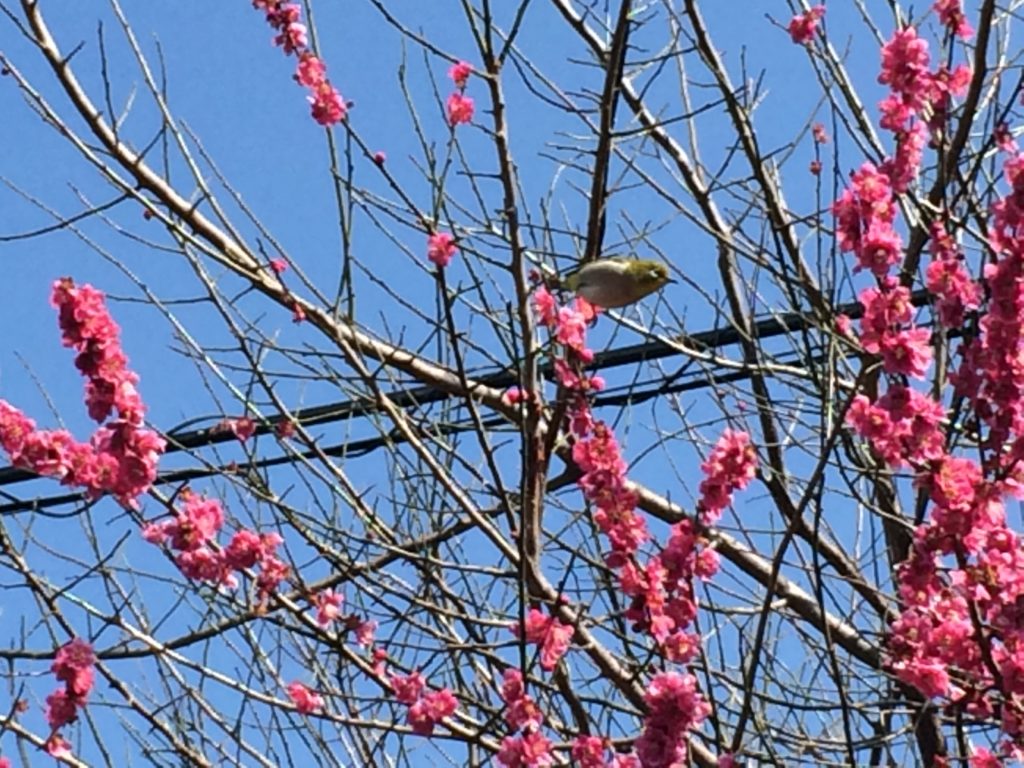 梅と鳥電線あり