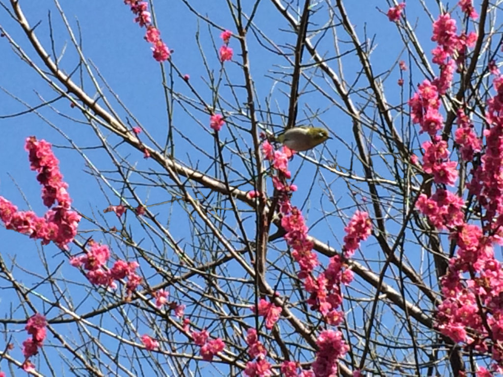 梅と鳥電線なし